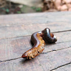 Bark dweller millipede