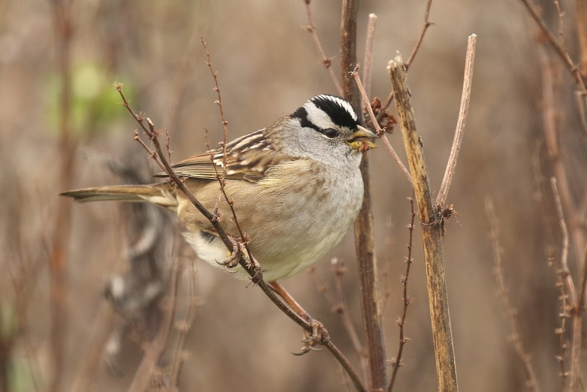 White-crowned Sparrow