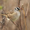 White-crowned Sparrow