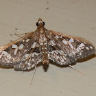 Crambid Moth