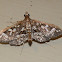 Crambid Moth