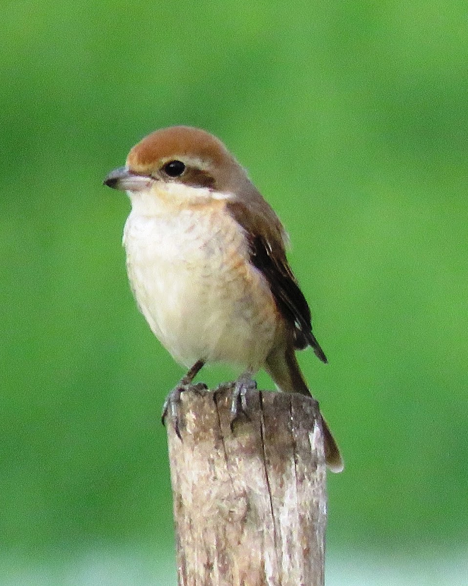 Brown shrike