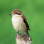 Brown shrike