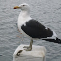 gaviota cocinera