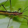 Assassin Bug