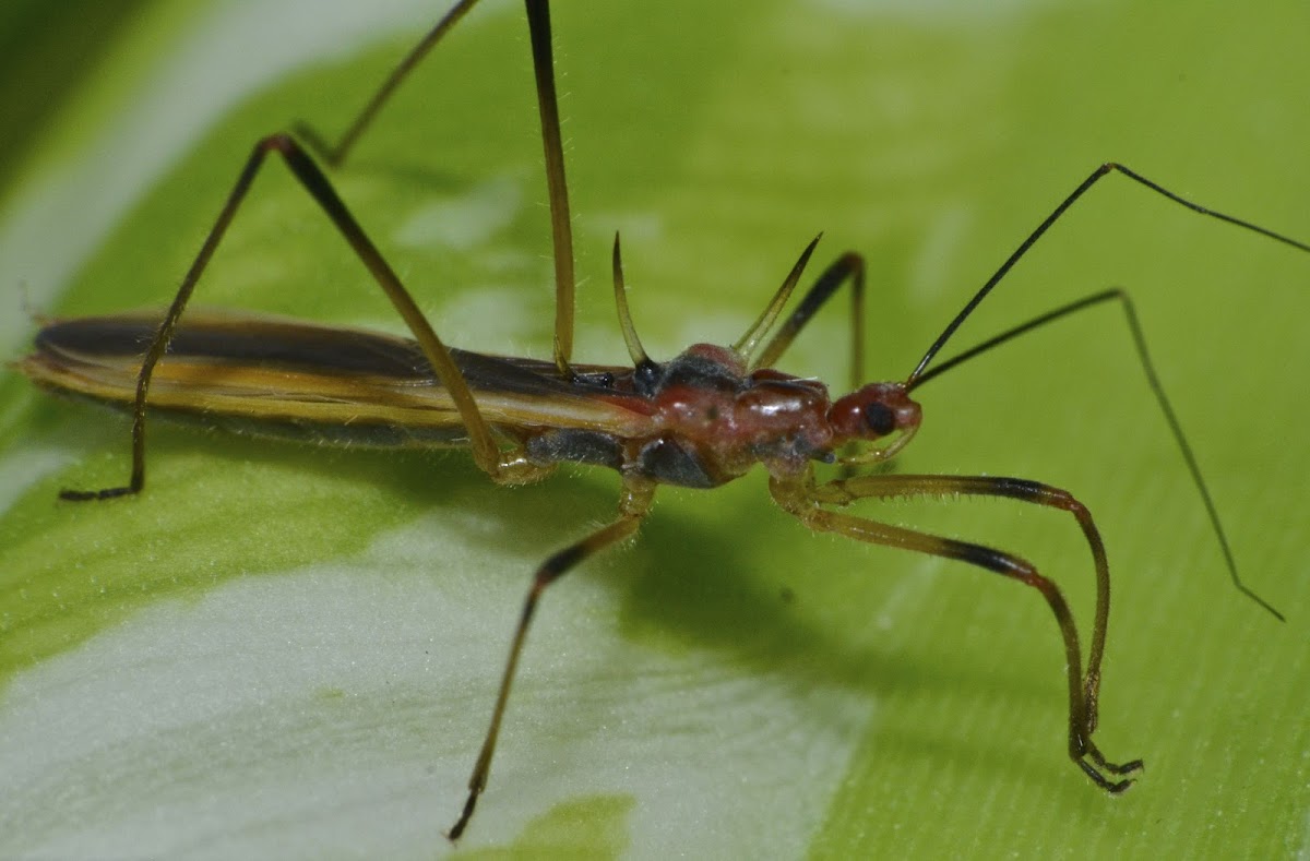 Assassin Bug