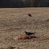 turkey vulture