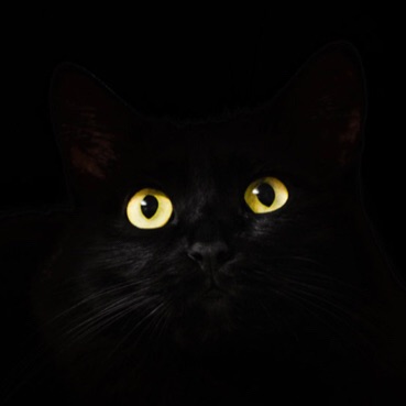 🐾黒猫🐾