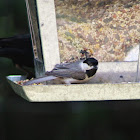 Carolina chickadee