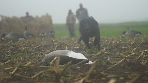 Lifelong Passion for Waterfowl thumbnail