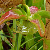 Hooded Pitcher Plant