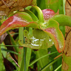 Hooded Pitcher Plant