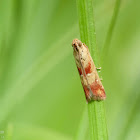 Epicrocis hilarella(female)  褐亮斑螟