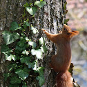 Eurasian red squirrel