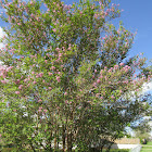 Crepe Myrtle