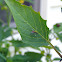 Long-legged fly