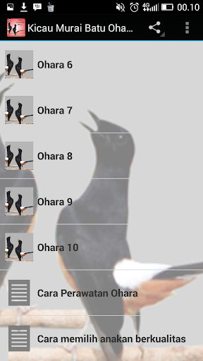 Kicau Murai Batu Ohara