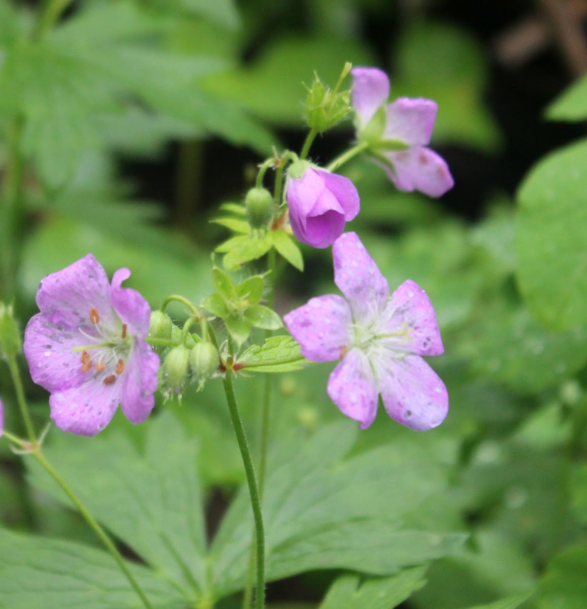 Wild Geranium