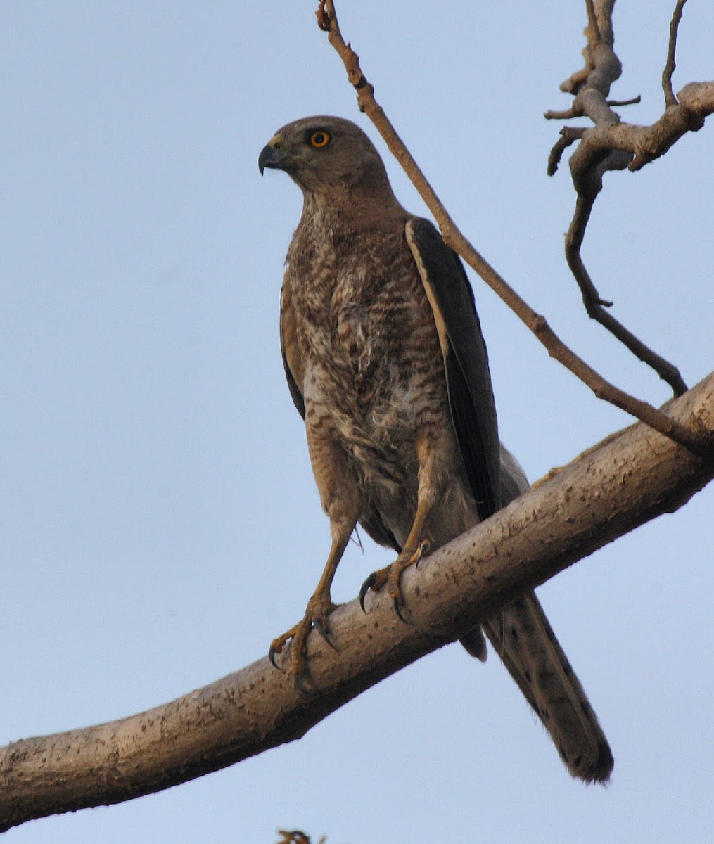 Shikra