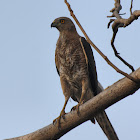 Shikra