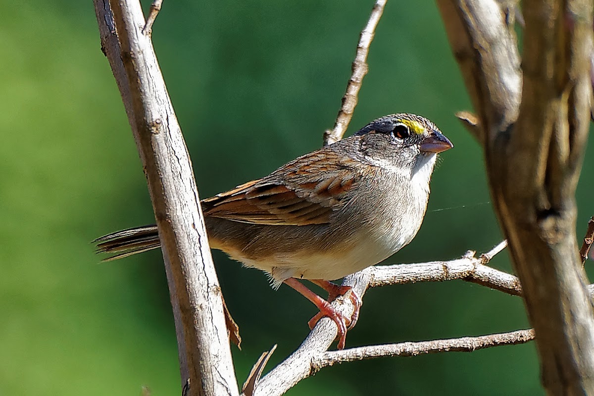 tico-tico-do-campo (Grassland Sparrow)