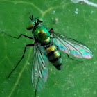 Asian Long-Legged Fly