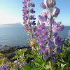 Nootka Lupine