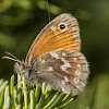 Common Ringlet