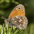 Common Ringlet