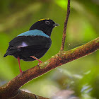 Blue-backed manakin