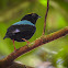 Blue-backed manakin