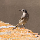 Tawny Pipit; Bisbita Campestre