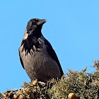 Hooded Crow