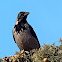 Hooded Crow