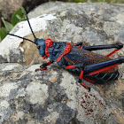 Koppie foam grasshopper