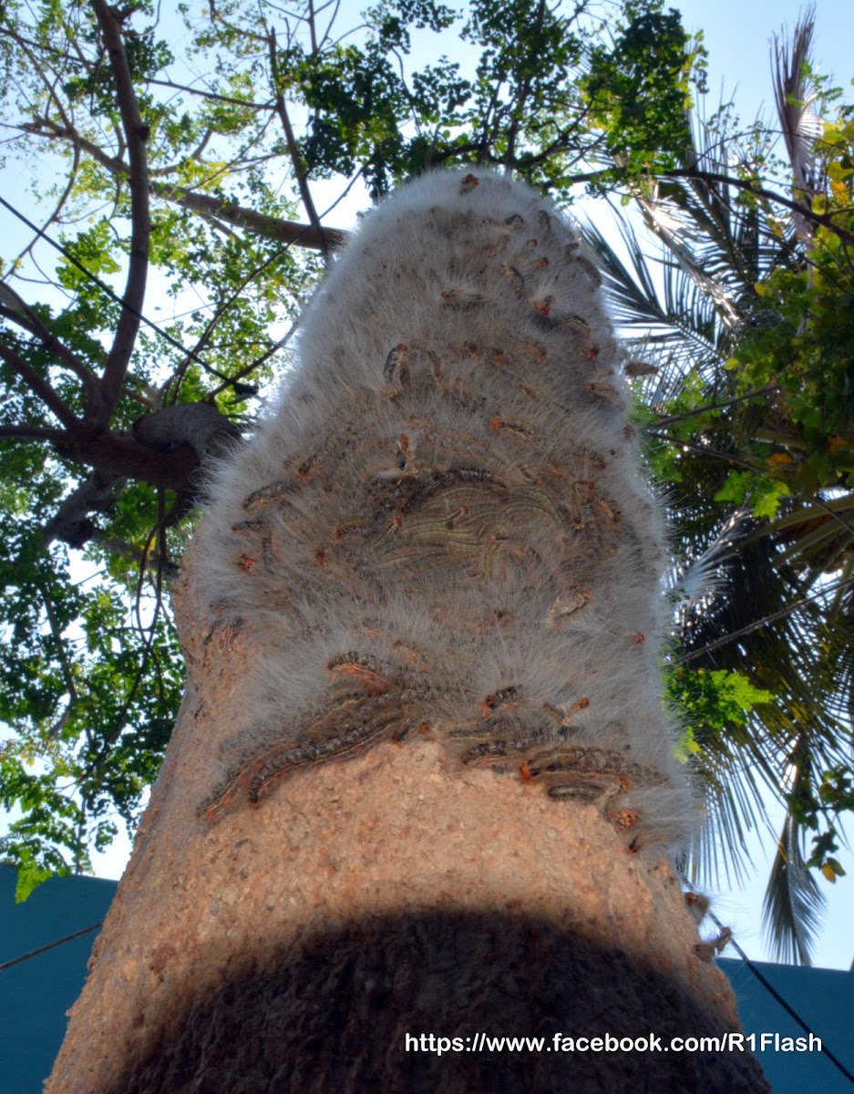 Moringa hairy caterpillar / முருங்கமர கம்பளி பூச்சி