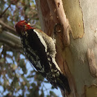 Red Breasted Sap Sucker