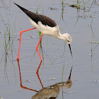 Cigüeñuela común (Black-winged stilt)