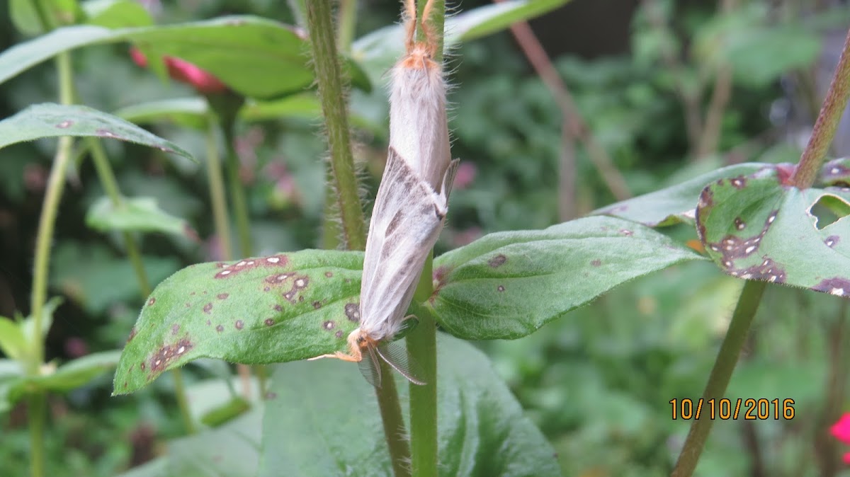 Mating Moths