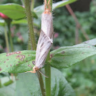 Mating Moths