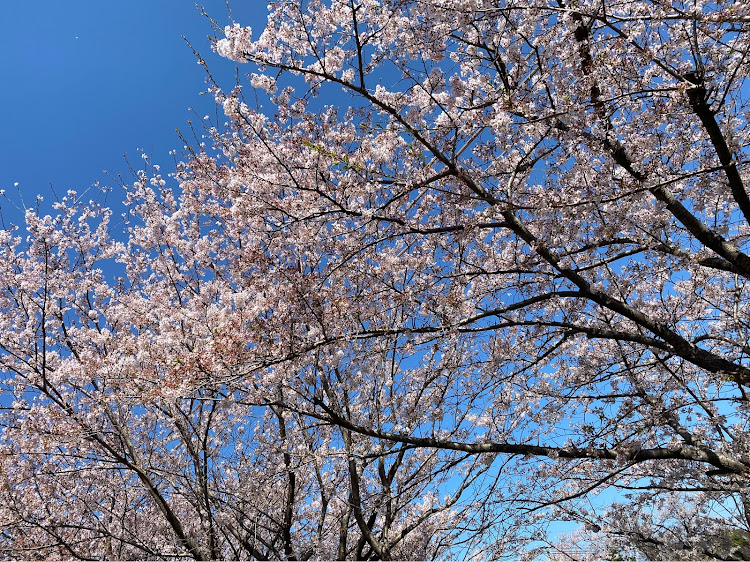 マークIIの散りゆく前に…・サクラと愛車・桜のおもひでぽろぽろ(ﾉ ○ Д ○)ﾉに関するカスタム事例の投稿画像5枚目