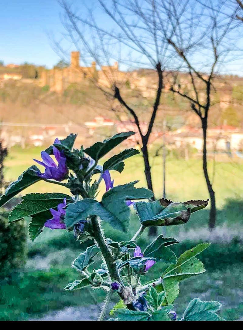 Fiore a marzo di mesy