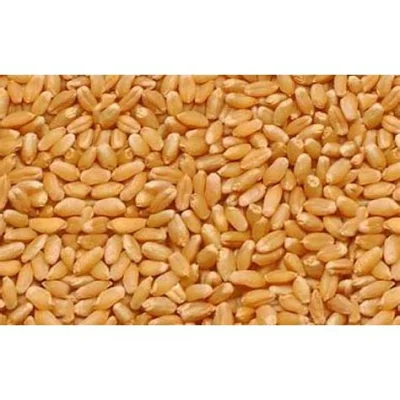 Wheat Lokwan Loose - 1 kg 