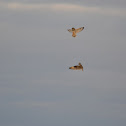 Short-eared owl