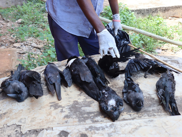 Indian House Crow that died after poison efficacy tests.