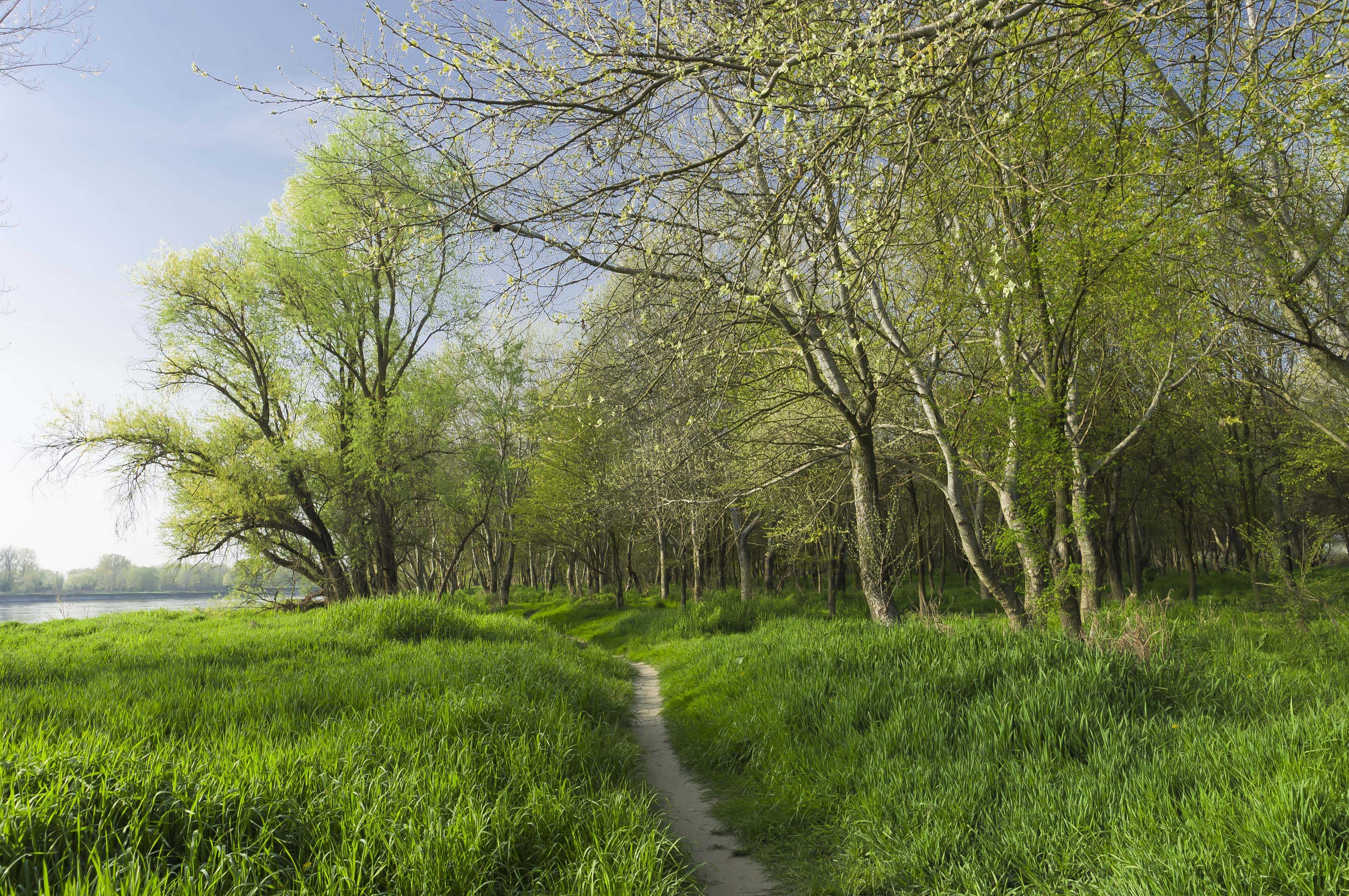 Passeggiando con la brezza nel verde di Roberto Simonazzi