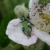 Swollen-thighed Beetle