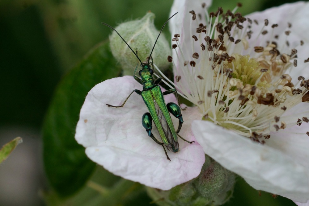 Swollen-thighed Beetle