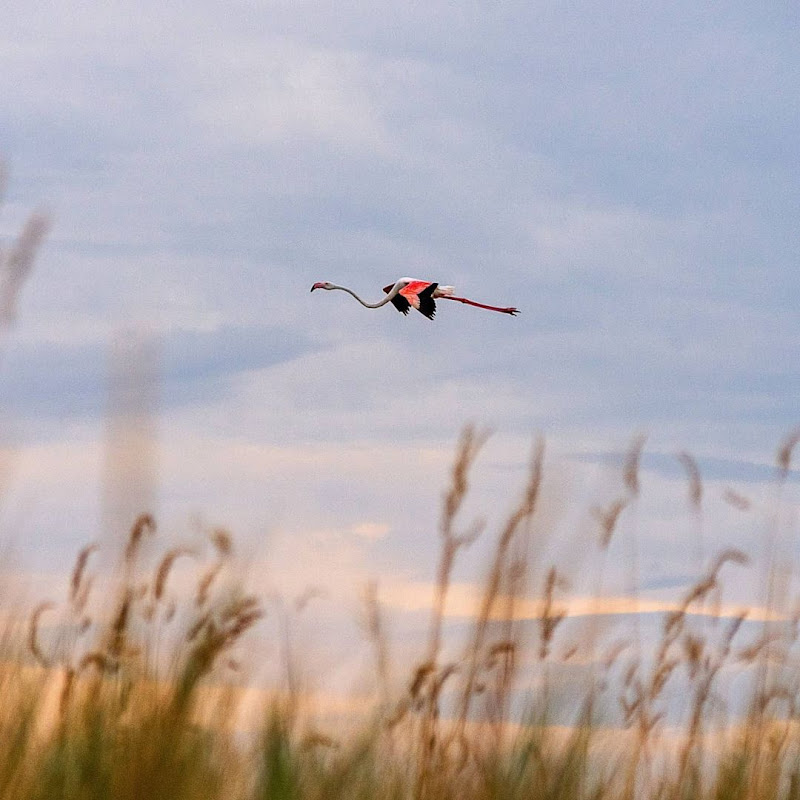 Volare di Pablophoto