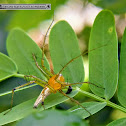 Lynx Spider & Chamber bitter